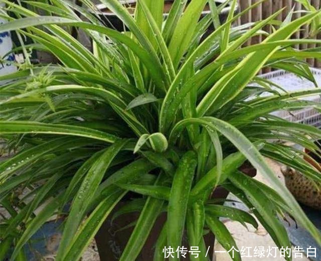 室内养6种植物,能净化空气环境,点缀家居、有益健康!
