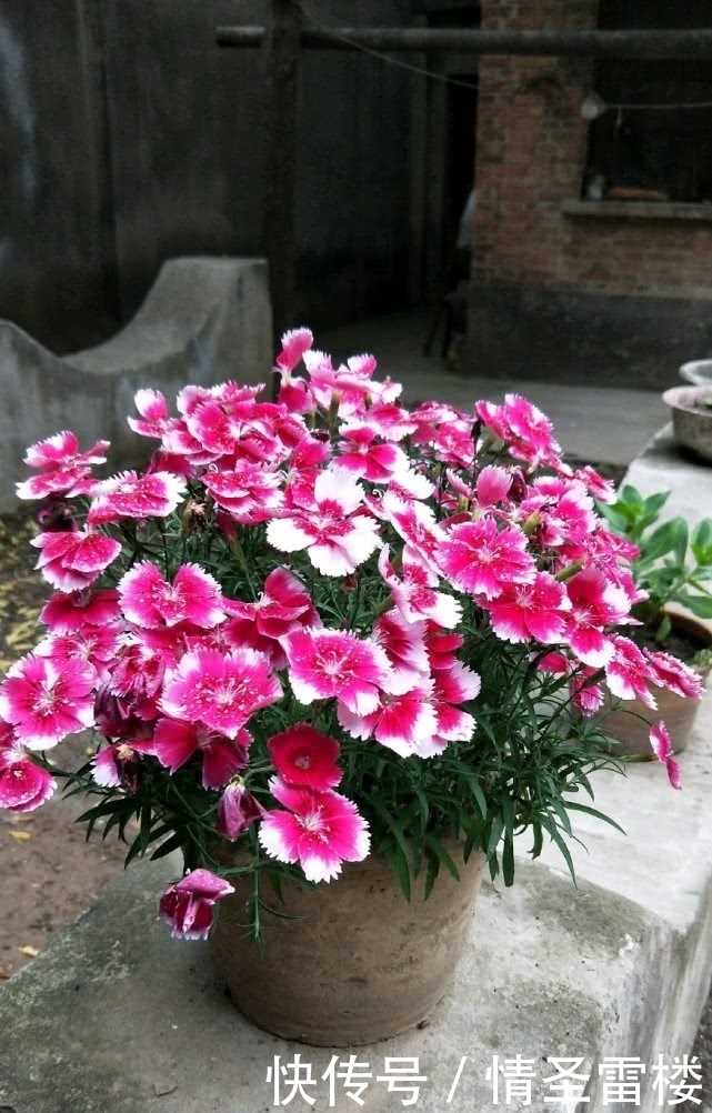 盆栽石竹这样养,丢土里就能活,花开爆盆给你一片花海!
