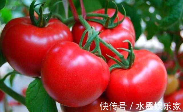 马铃薯|3种“果汁”生根水,扦插大显身手,能吃能喝的生根剂