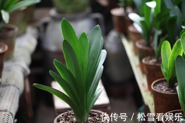 喷洒|养花最怕招虫,一旦发现虫卵,这几招立马用,从根本解决病虫害