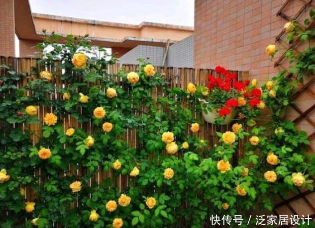 看见一户人家院子,栽满爬藤花,好美!真是羡煞旁人