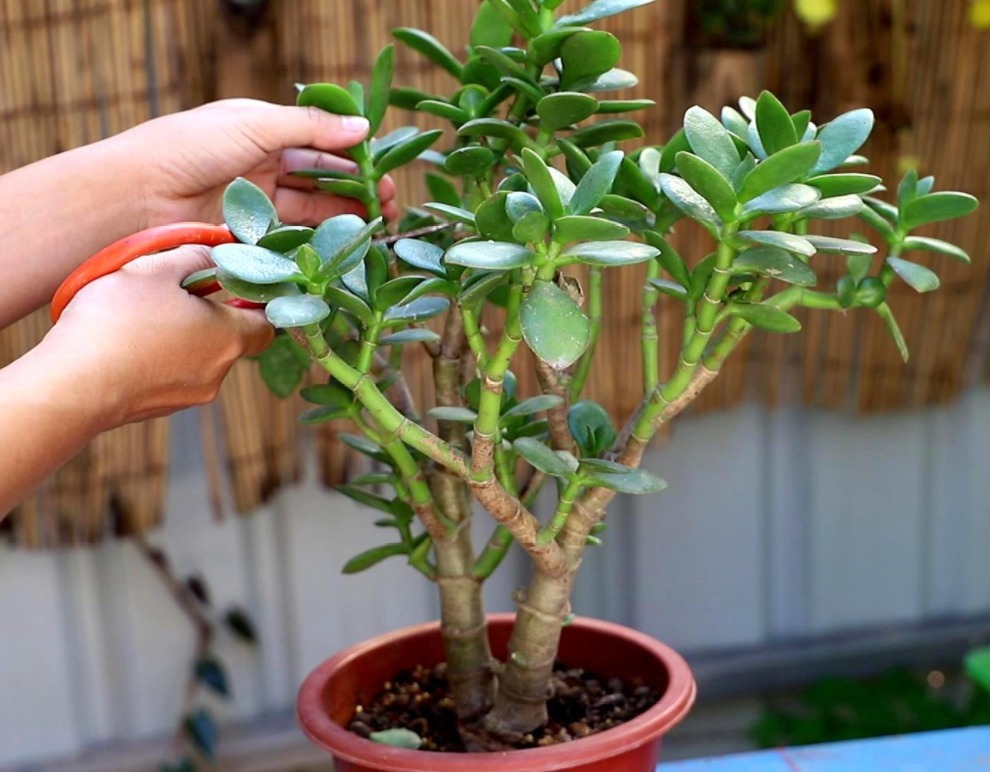 养花|园艺新人养花,室内搁2盆玉树,漂亮又上档次,寿命长达几十年