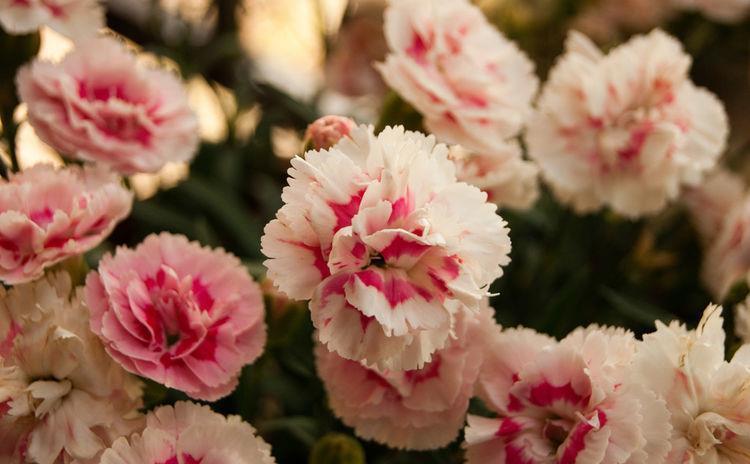 适合庭院养护的4种花，蹭蹭爬满墙，耐热又耐寒，四季开花不断