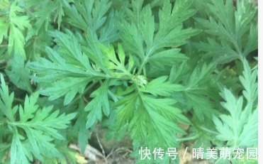 蒲公英花|青菜比肉还贵？立冬后，农村5种时令野菜可以吃了，比春天还鲜嫩