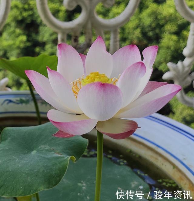 食用型|能养阳台上养的荷花,有个碗就行,种植容易,开花超美,值得拥有