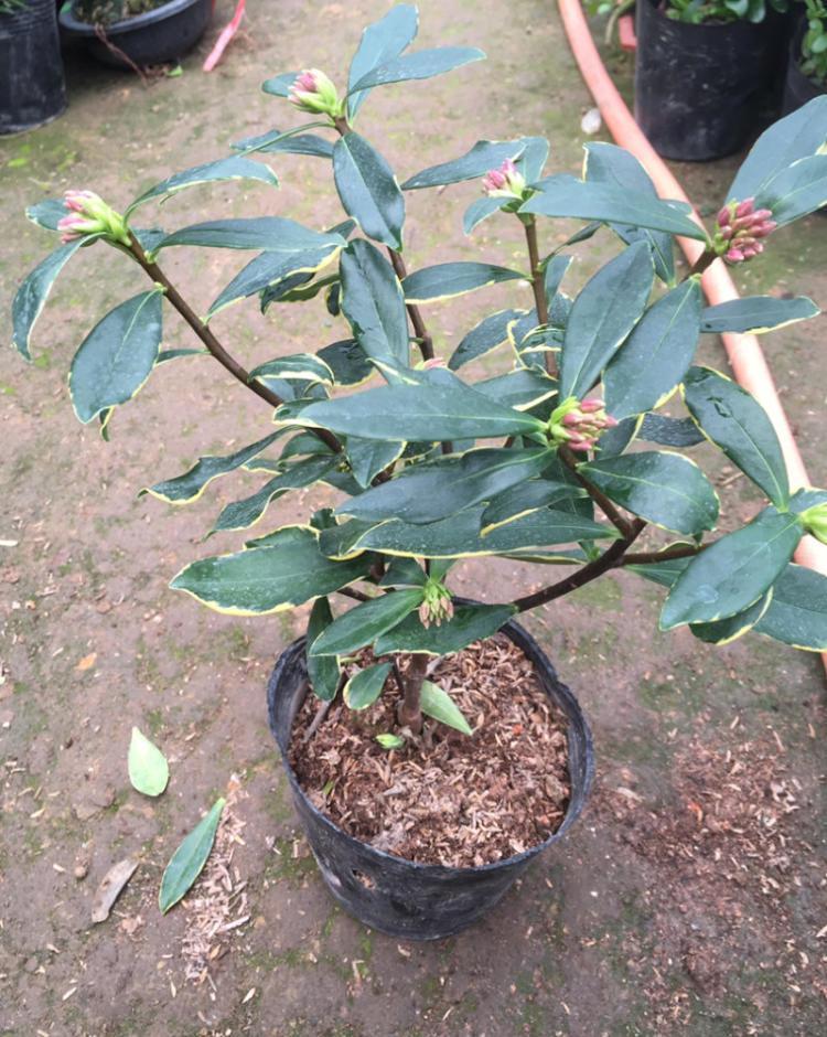 传统名花“金边瑞香”,注意4个问题,养的倍棒,花香溢满屋