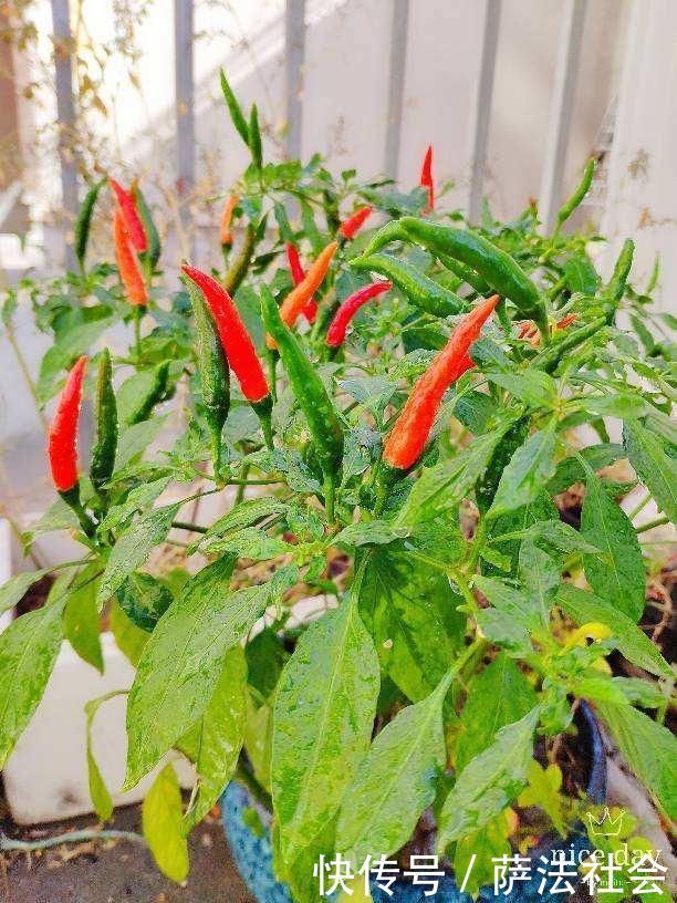 阳台养上“3种菜”,吃一茬长一茬,全家吃都够了