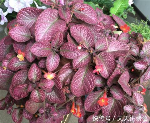 绿萝|13种耐阴花卉,光照不足也能生长旺盛,开花茂密