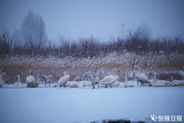 高台湿地|高台湿地大天鹅雪中浪漫起舞湖中游弋