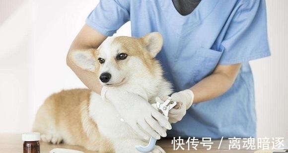 宠物|孩子头上长猫藓怎么办?