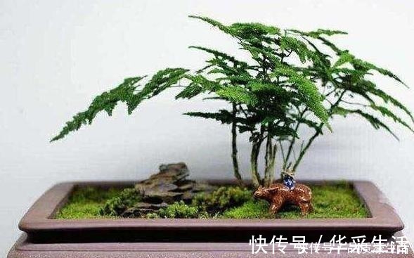 植物生长离不开太阳这4款“耐阴花”怕晒,室内盆栽长势猛!