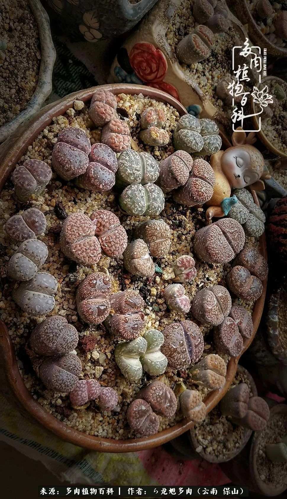 多肉植物|遇见多肉，遇见不一样的你，一养就是10几年！