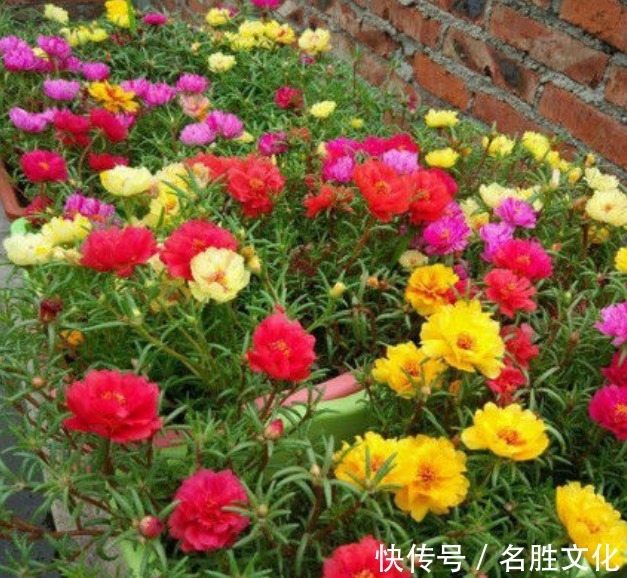 花海|4种“懒人”盆栽花,浇水就疯长,给点阳花就灿烂,给你一片花海