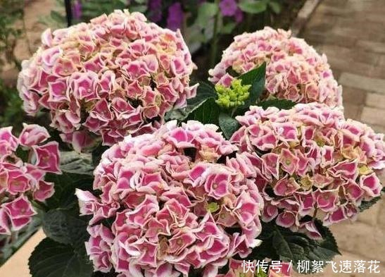 自制养花肥,该如何处理生活垃圾如此办废物可变用