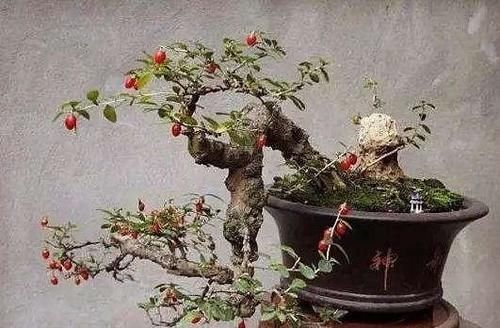 枸杞一般需要养几年才能养成盆景？