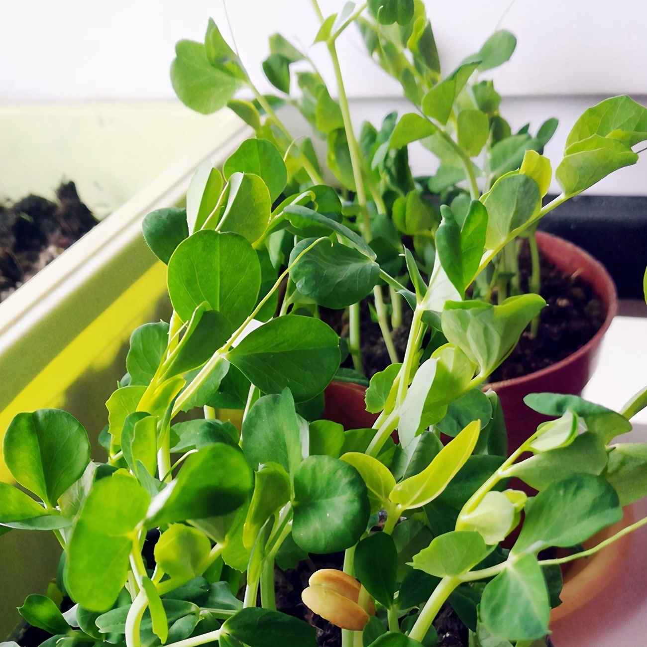 盘点5种适合家庭盆栽的蔬菜，可观赏也能食用，一举两得