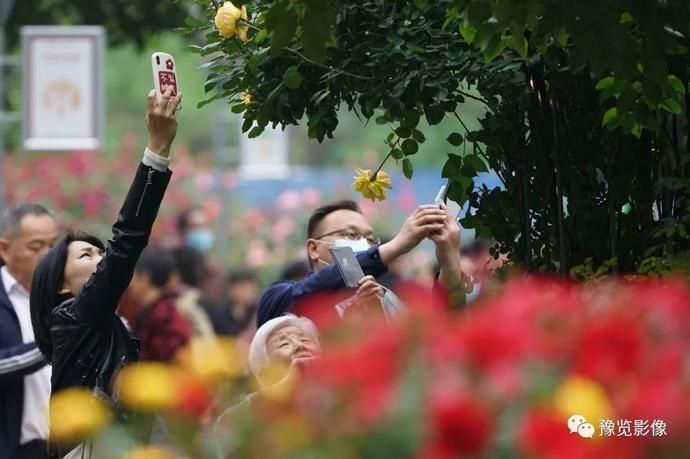 月季花开，满城尽染，最美郑州五月天