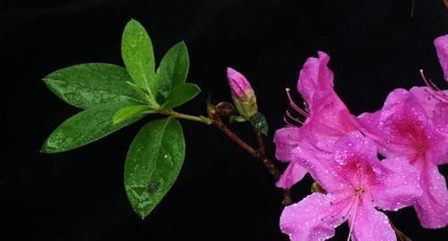 扦插杜鹃花，不用枝，掐个芽，插入矿泉水瓶中猛发芽