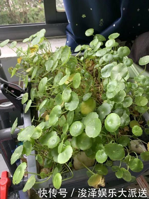 太阳花|咋“折腾”都不死的4种花,越修剪越旺,很难养死