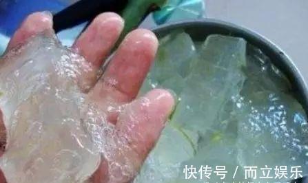 马齿苋树养成“老桩”，就靠“这液体”，10天用1次，半年就成！