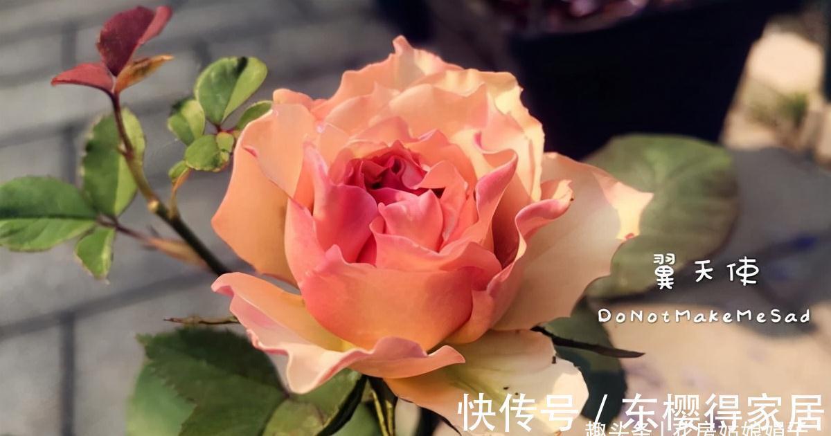 天使系列月季,个个都是战斗力爆表的颜值担当,有喜欢的类型吗?