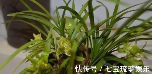 新芽|兰花盆里,放几粒“它”,比啥肥都好使,猛窜新芽,越长越旺