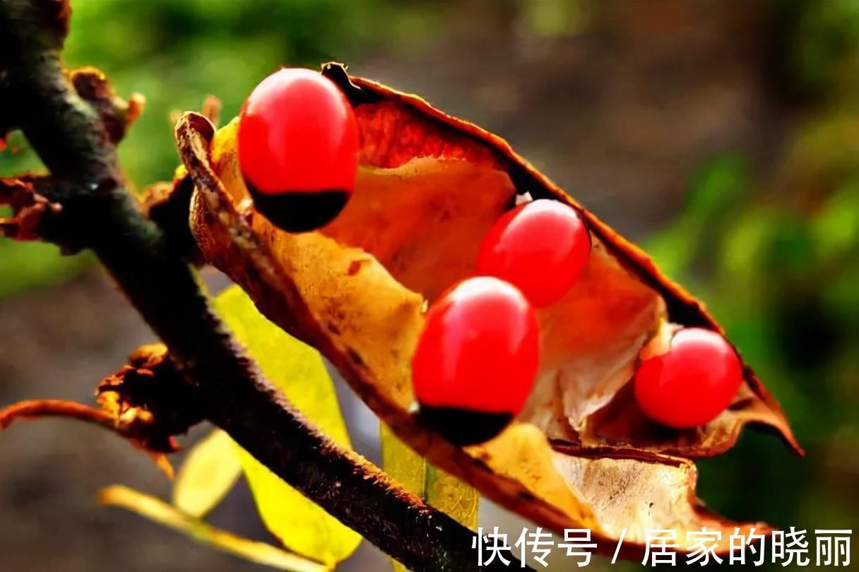 越漂亮的花越“有毒”!快来认识这12种大毒花,涨“知识”不吃亏