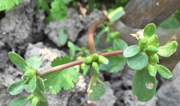 多吃|体检查出甲状腺结节,别恐慌,散结食物多吃点,结节或能消下去