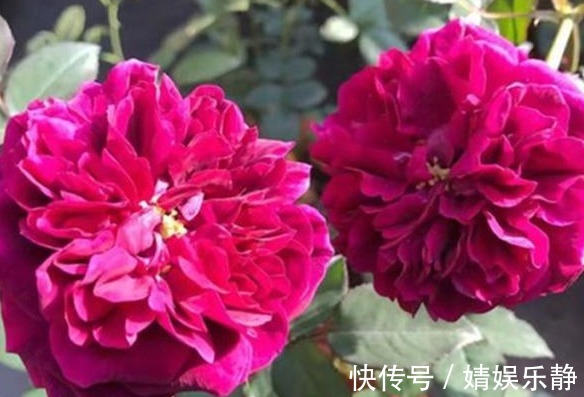 无机肥|月季难开花,注意这1个“关键点”,促根又促花,花开才不会少
