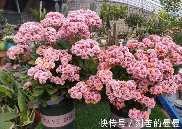 这些九月容易“饿”的花，多晒太阳，施对肥，开出碗大的花