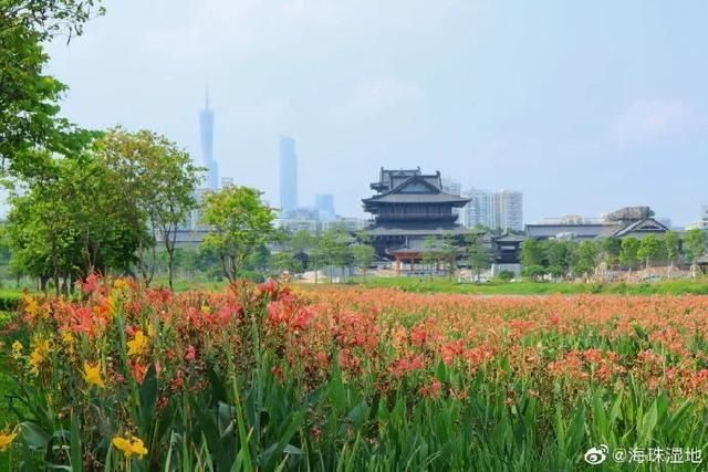 向日葵|好火！10000m金黄色花海！错过又要等！