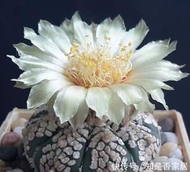4种花要穷养,种在沙土中最好,花友:谁都能养活