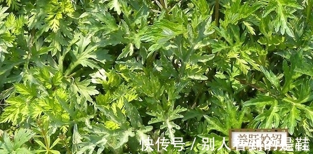 免费|最伤肝的三味中药，第一珍贵，第二免费，第三太残暴