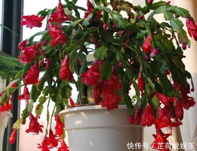 长寿花|此“2种壳”，丢掉就浪费了，留下来“养花”，花卉根系窜满盆！