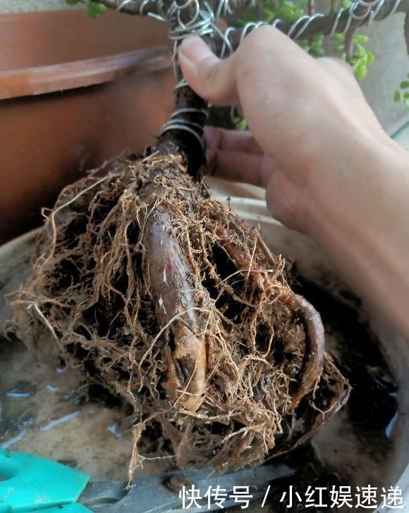 路边捡棵“小老桩”,回家浇点水,养了半个月,原来是盆金枝玉叶