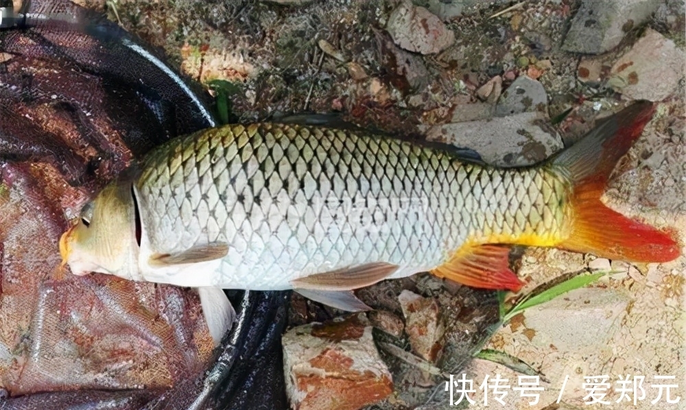 冬钓|一说冬钓,就是鲫鱼,试试这几种目标鱼,冬季给口也很好