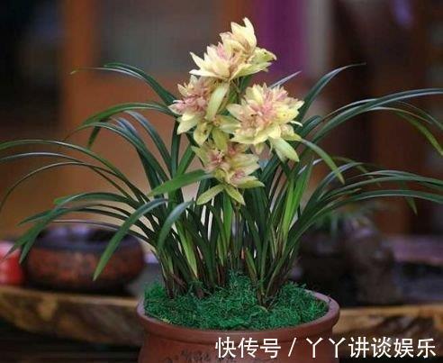 4种花好养又漂亮,花朵大花期长,花朵迷人,阵阵花香
