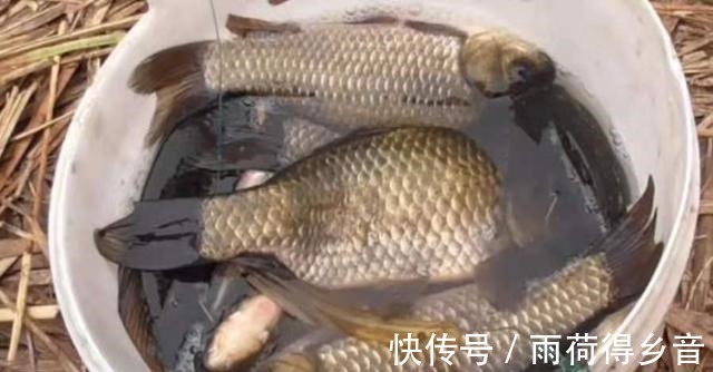 伏天热,大鲫鱼只认这尿性饵,莫忽视,用过的人绝非等闲之辈!