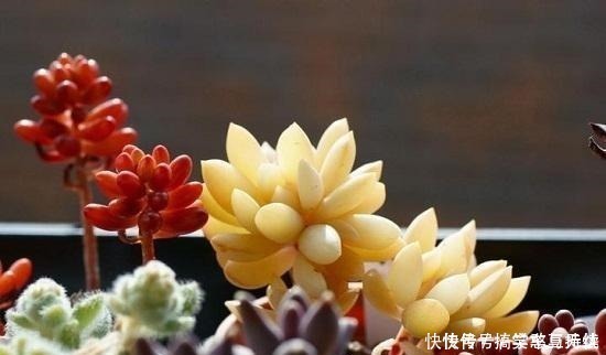 花友|这“三种花”就得虐着养，“少浇水，狠心剪”，轻松花开小半年！