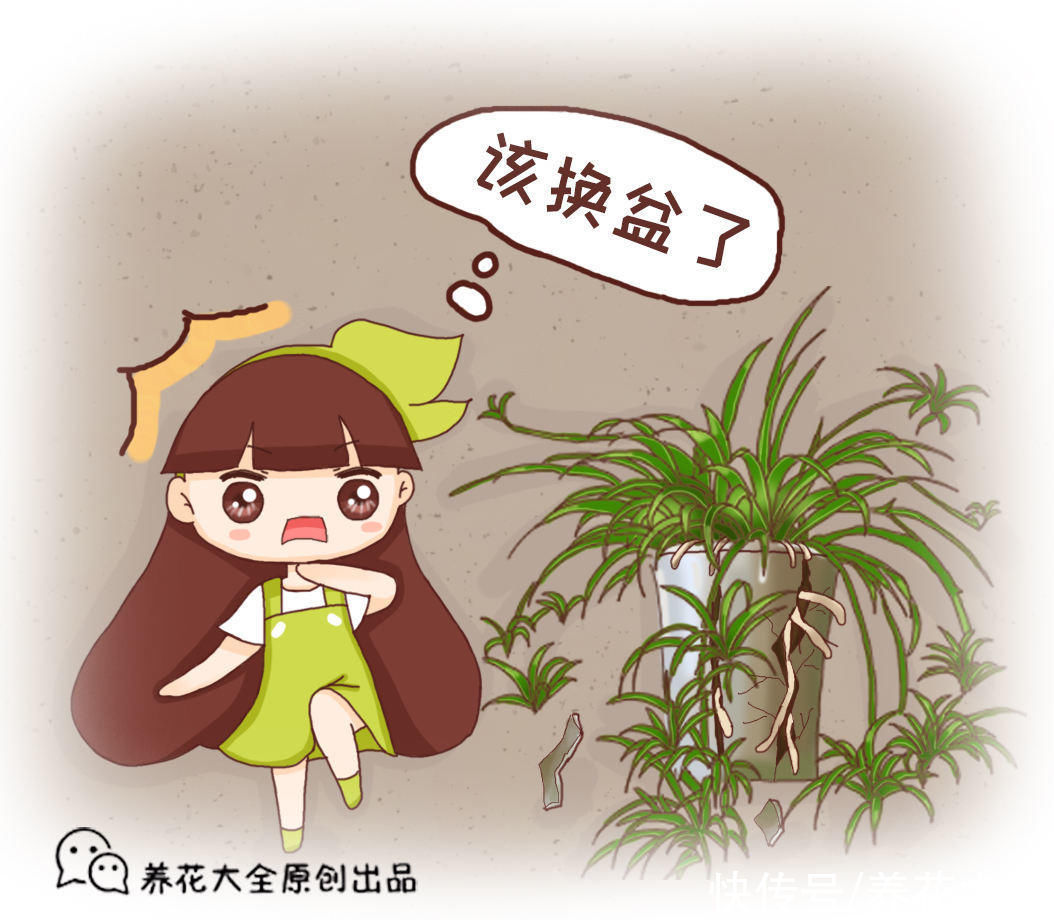 春天给花换盆,掌握换盆技巧,换完呼呼长