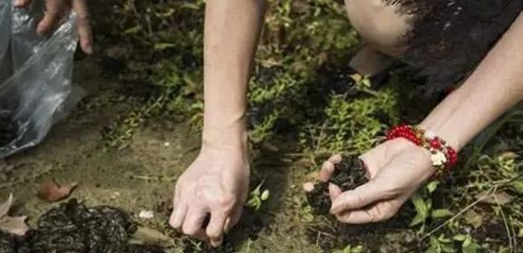 念珠藻|下雨后就能捡,以前嫌它脏,如今一斤80元,成稀罕野菜