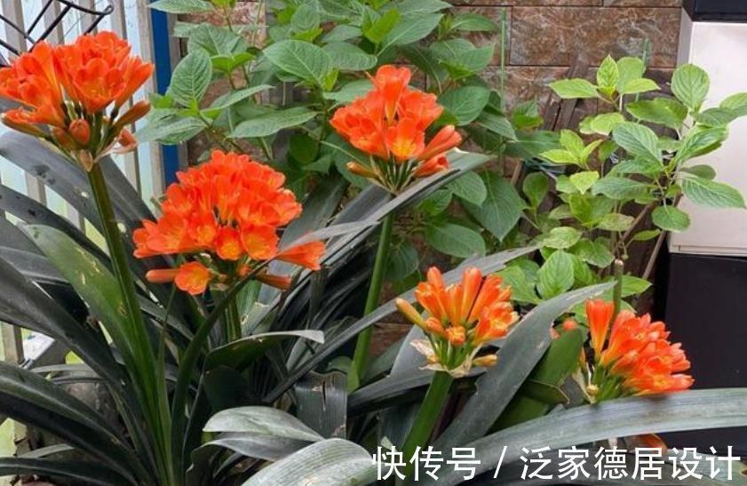 老花匠养君子兰有窍门,学会了油绿发亮开花美,简单实用