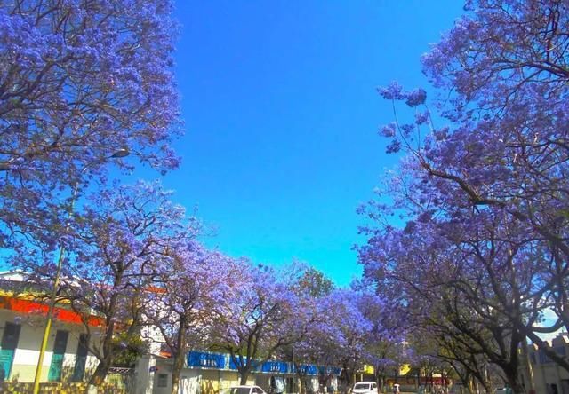 四川私藏的紫蓝色花海，就藏在这座低调的航天小城，别样的浪漫