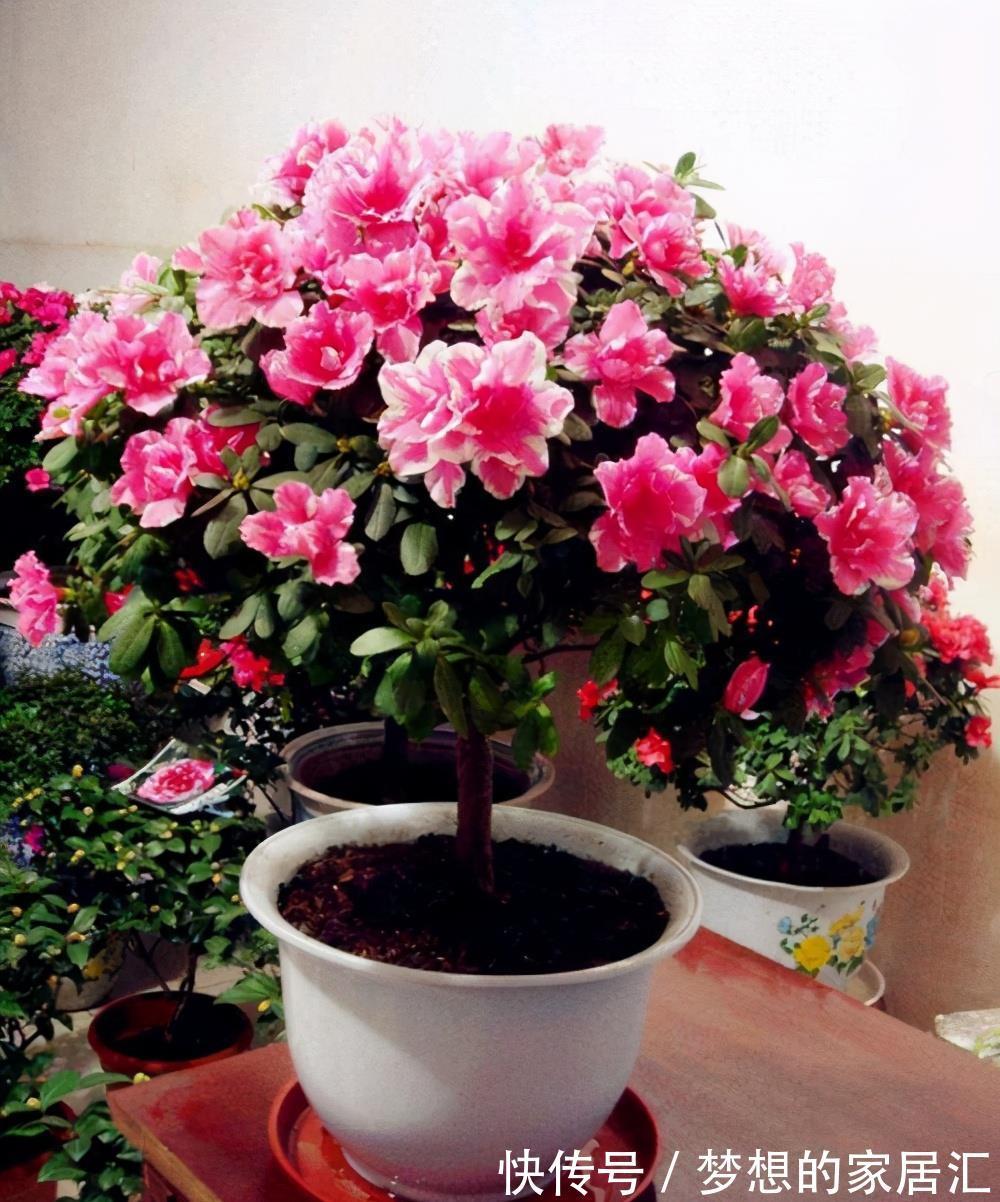 绿化带|4种“娇气花”楼房里总养死？扔在家门口，顿时枝繁叶茂，开花旺