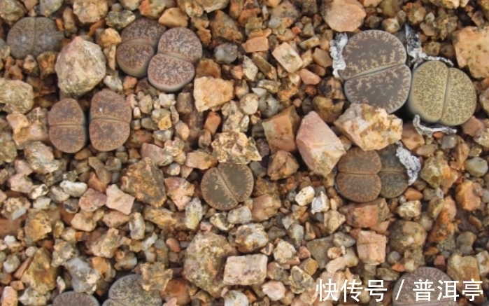 屁股|女子路遇成精怪石，形似屁股样貌奇特，带回家去却笑开了花