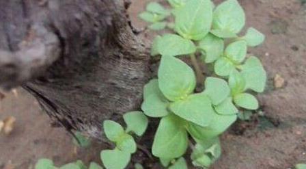 荆芥|家里种荆芥,从播种到收获,只需一个小窍门,长得可疯了