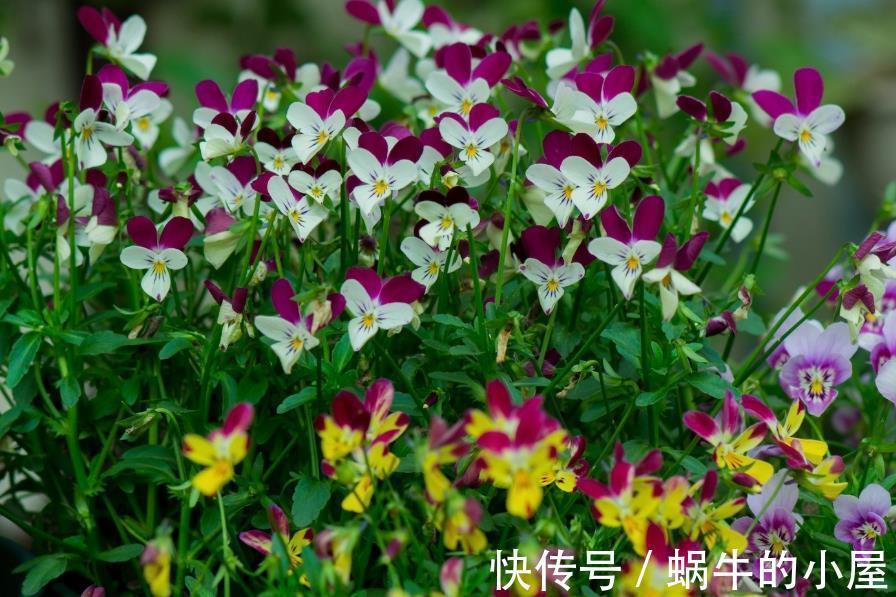 角堇|秋天去种这种花,整整半年有花看,花型奇特五颜六色