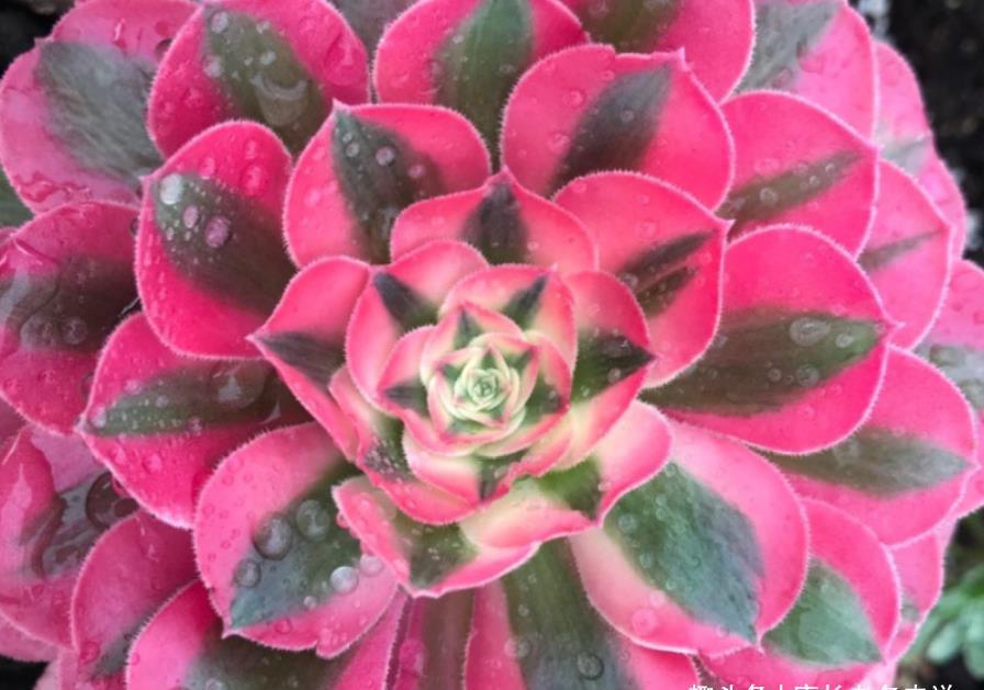 锦斑|粉女巫法师是粉色系多肉中的颜值大师,它是否唤起了你的少女心?