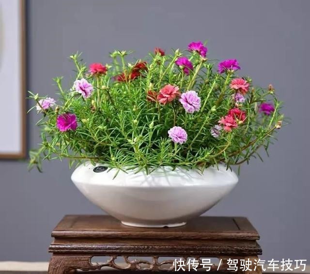 这8种懒人花,花期长,好看又好养!这8种懒人花,花期长,好看又好养!