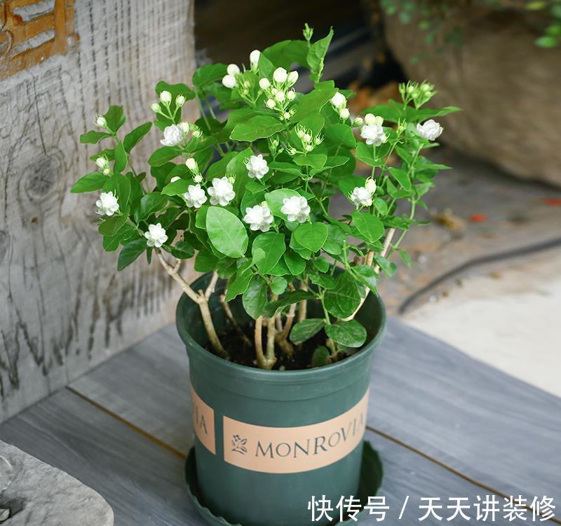 肥大花|7种“漂亮花”，天热要加“大肥”，肥大花大，缺肥耽误一年花